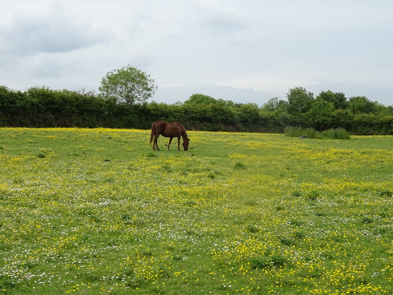 File:Grazing near Oak House Farm - geograph.org.uk - 6164451.jpg