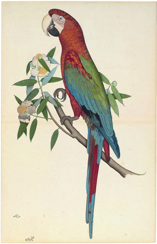 File:Green-Winged-Macaw.jpg