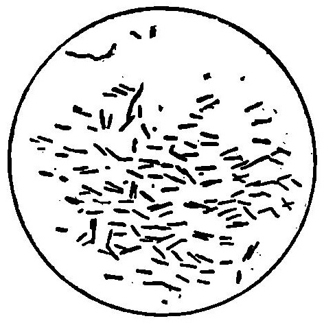 File:Grierson 163 Microbios de fiebre tifoidea.jpg