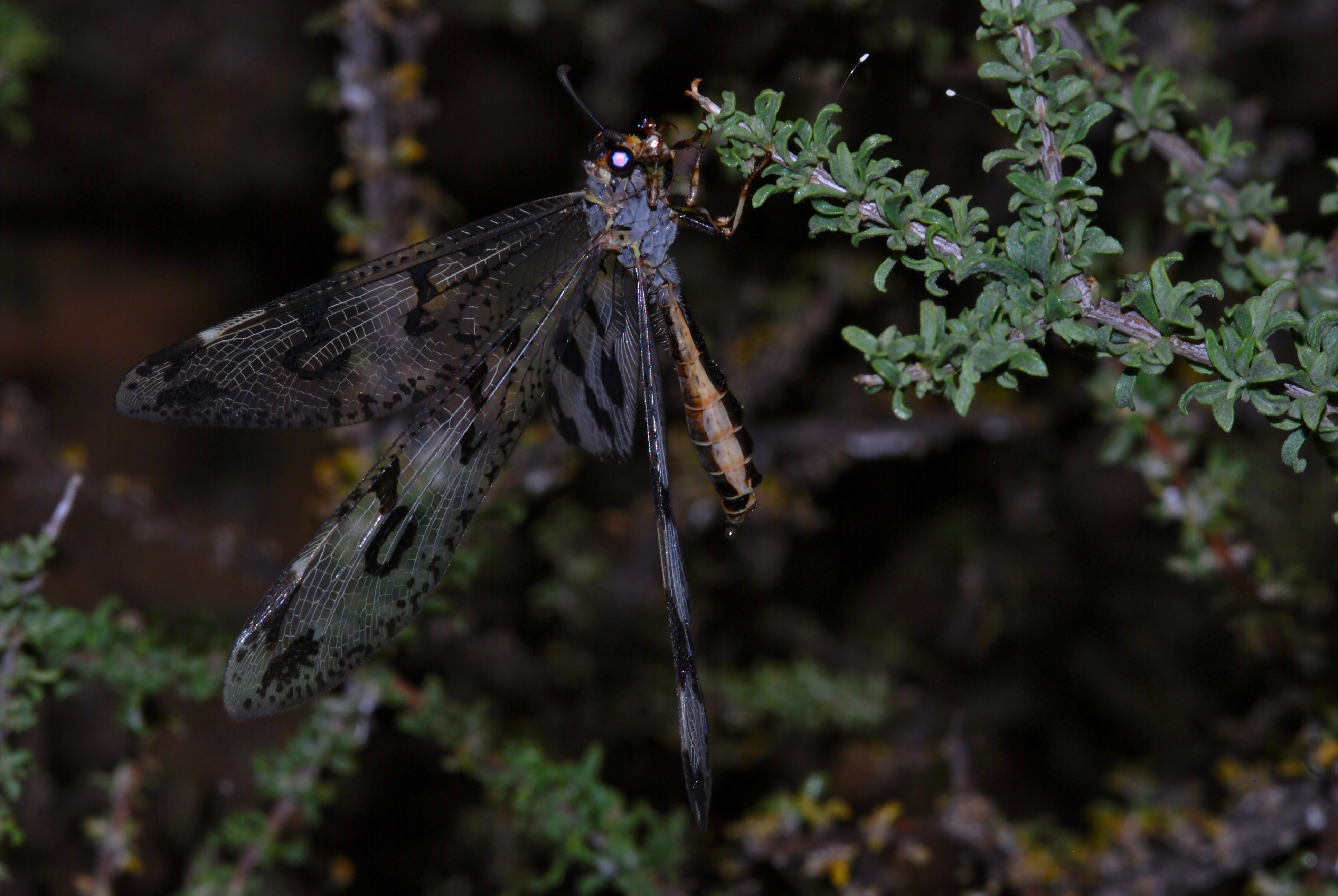 Hook-tailed Antlion (Palparidius sp.) female (6881209654).jpg