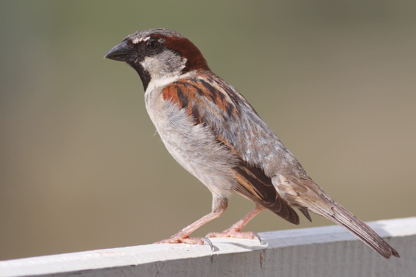 File House Sparrow Mar08 jpg Wikipedia