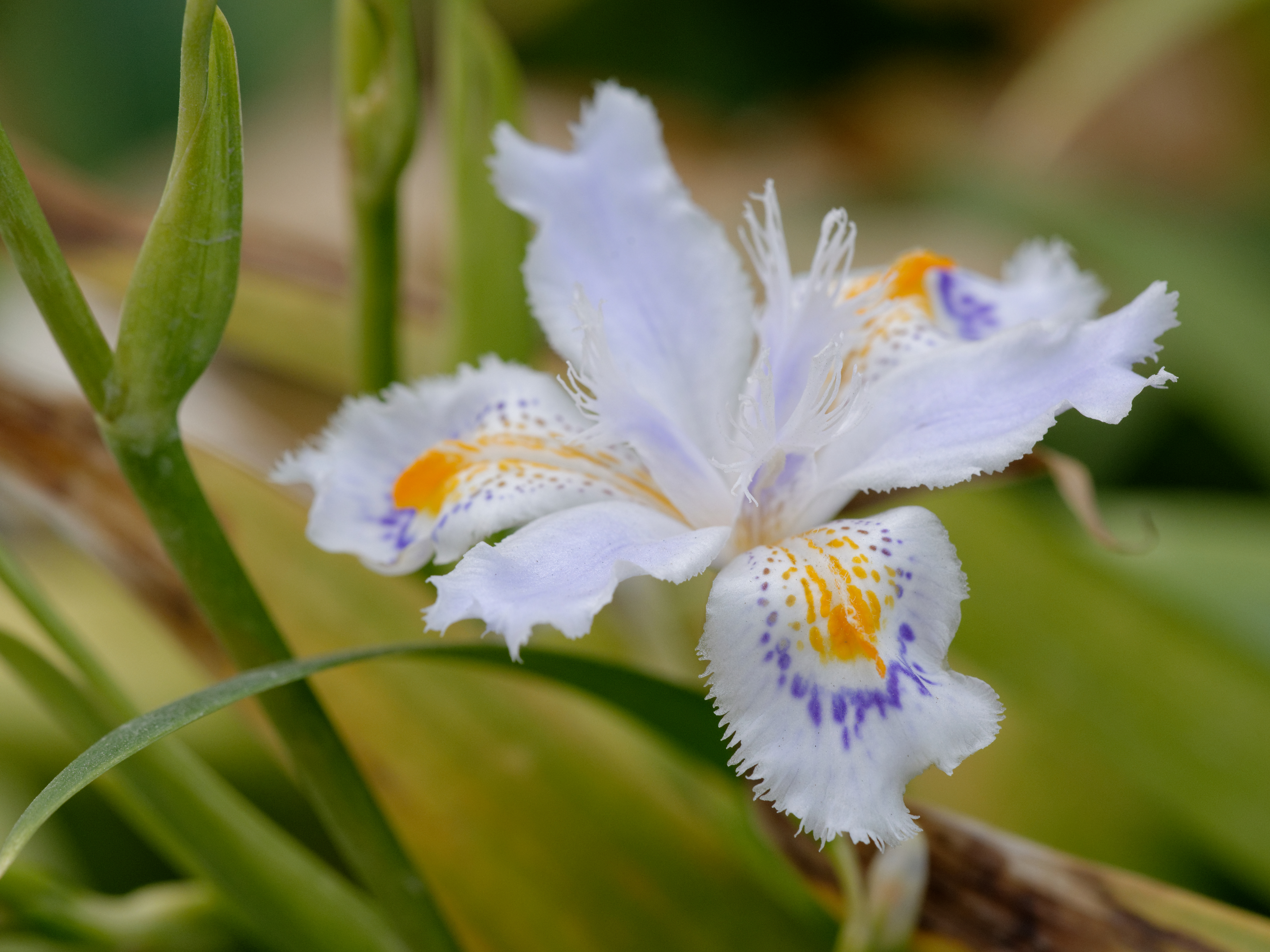 Iris_japonica_JdP_2013-04-28_n01.jpg