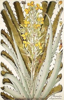 <i>Bromelia chrysantha</i> Species of flowering plant