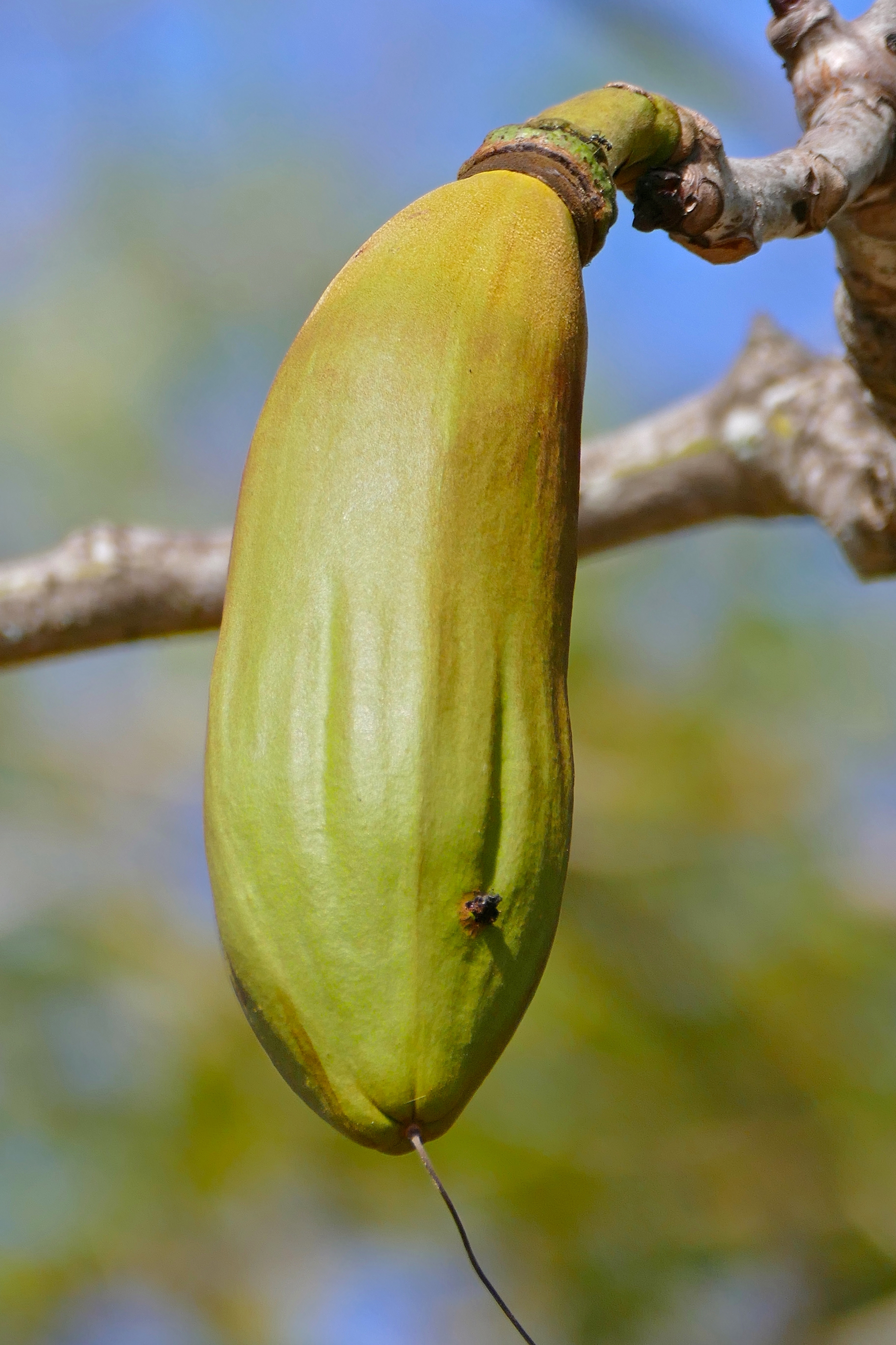 a) Kapok Fiber tree, (b) A kapok fruit, (c) KF fruit. Reprinted with