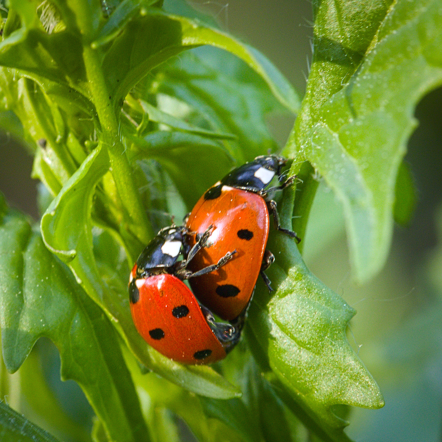 Группа the ladybirds фото