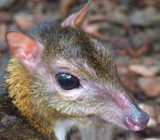 philippine mouse deer