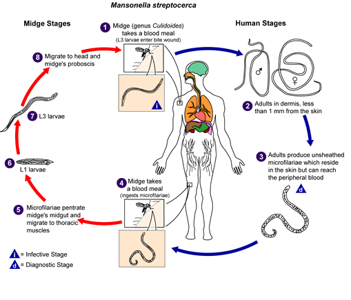 File:Mansonella streptocerca LifeCycle.gif