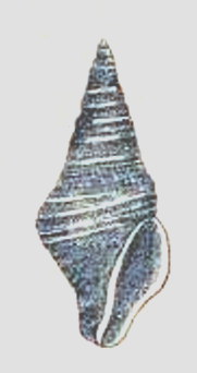 <i>Maoritomella subalbula</i> Extinct species of gastropod