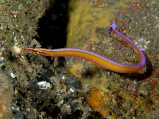 <i>Maroubra yasudai</i> Species of marine fish