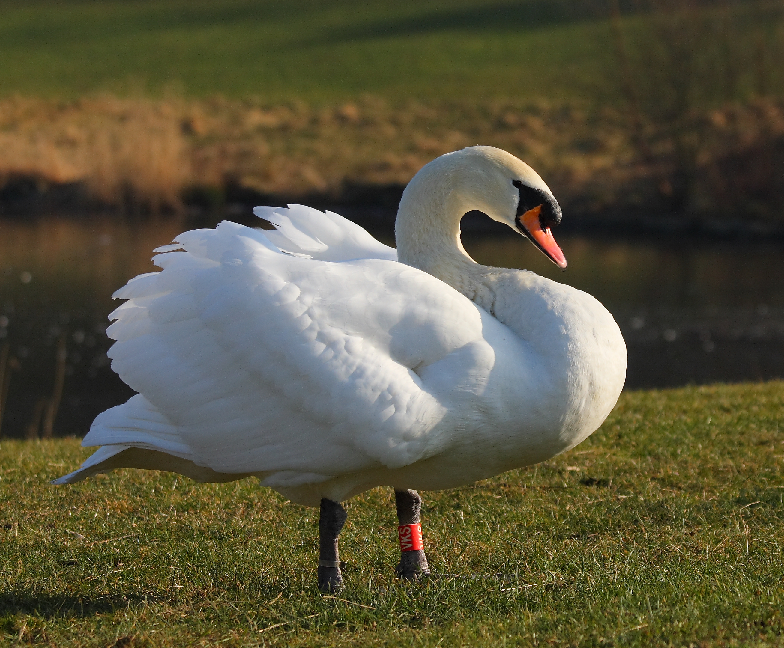 File:Mute swan male.JPG - Wikimedia Commons