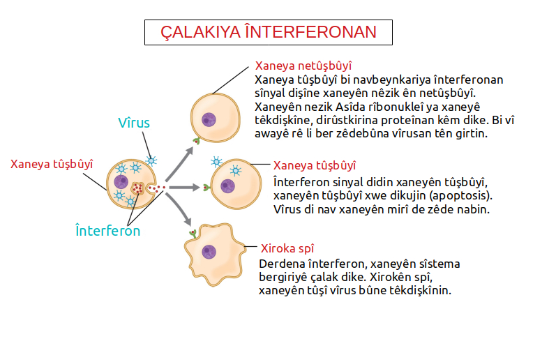 File:OSC Microbio 17 03 Interferon ku.jpg