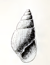 <i>Odostomia nota</i> species of mollusc