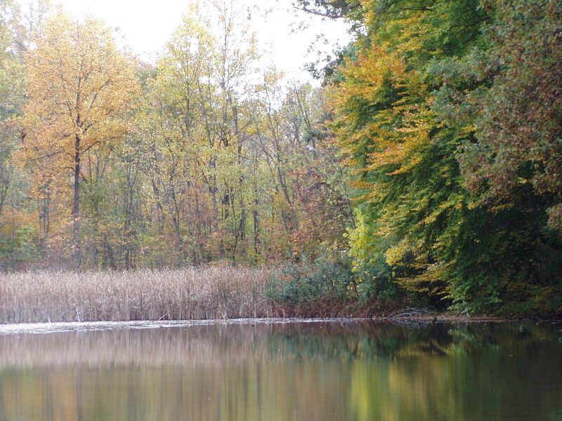 File:PA210029 Fernwood NP Pond Autumn 2005.JPG