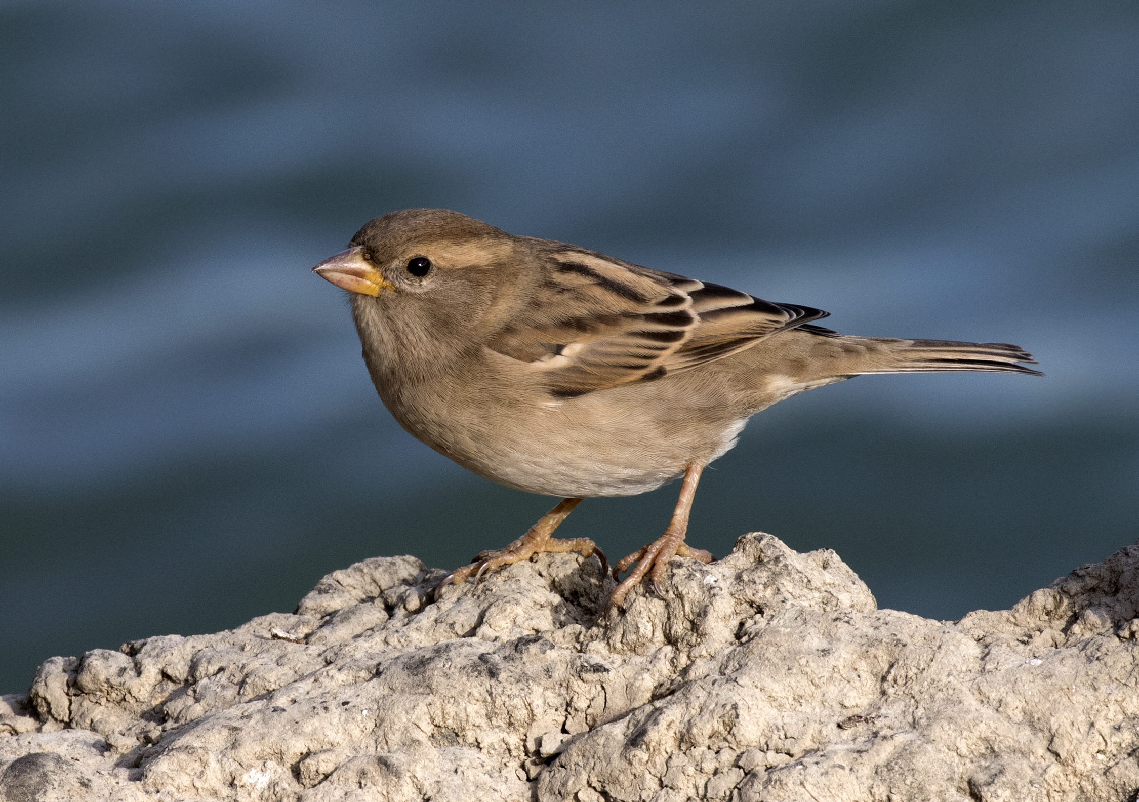 House sparrow - Wikipedia