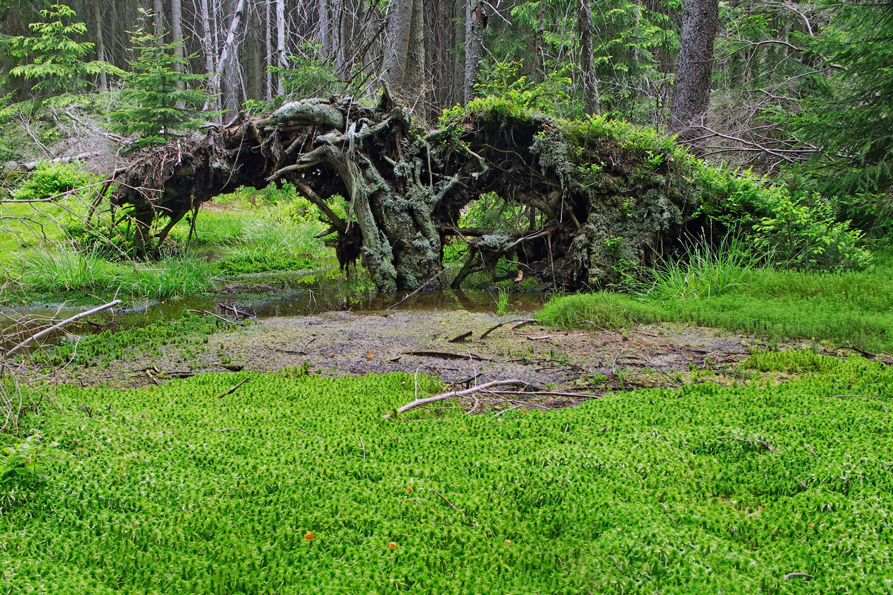 Как называется болото заросшее мхом. Лесной мох сфагнум. Сфагновые мхи болото. Болотный мох сфагнум. Сфагновый мох на болоте.