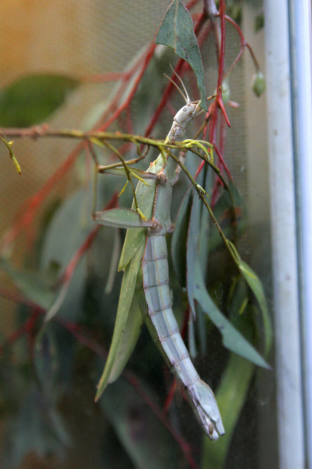 stick insects