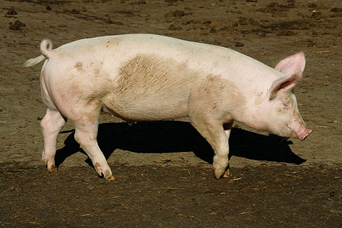 Pig - Wikipedia