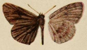 <i>Astictopterus abjecta</i> species of insect