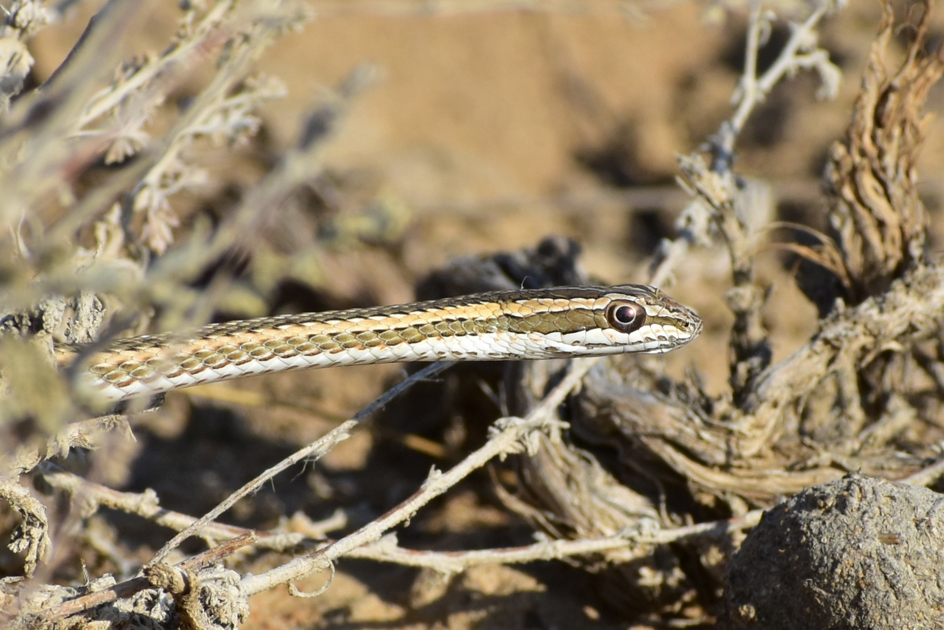 Змея стрела. Psammophis lineolatus. Змея стрела Кавказская. Стрела змея с ящерицей. Змеиная стрела.