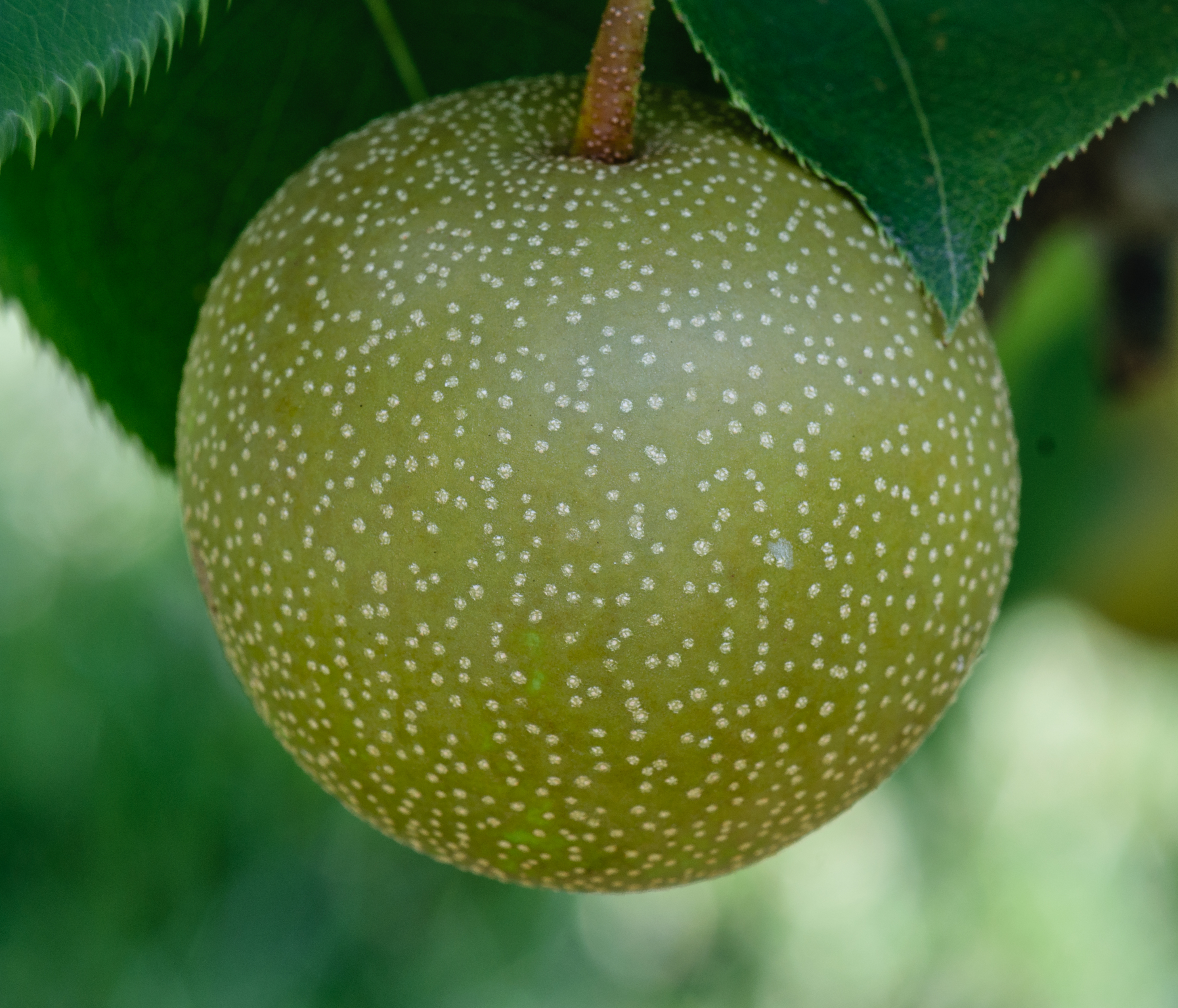 Pyrus pyrifolia Kosui