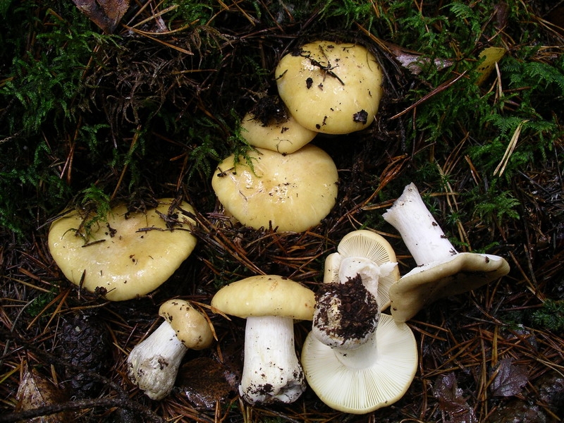 File:Russula ochroleuca 2004-11-15.jpg