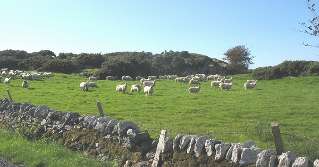 File:Sheep grazing near Cae Hywel - geograph.org.uk - 1001054.jpg