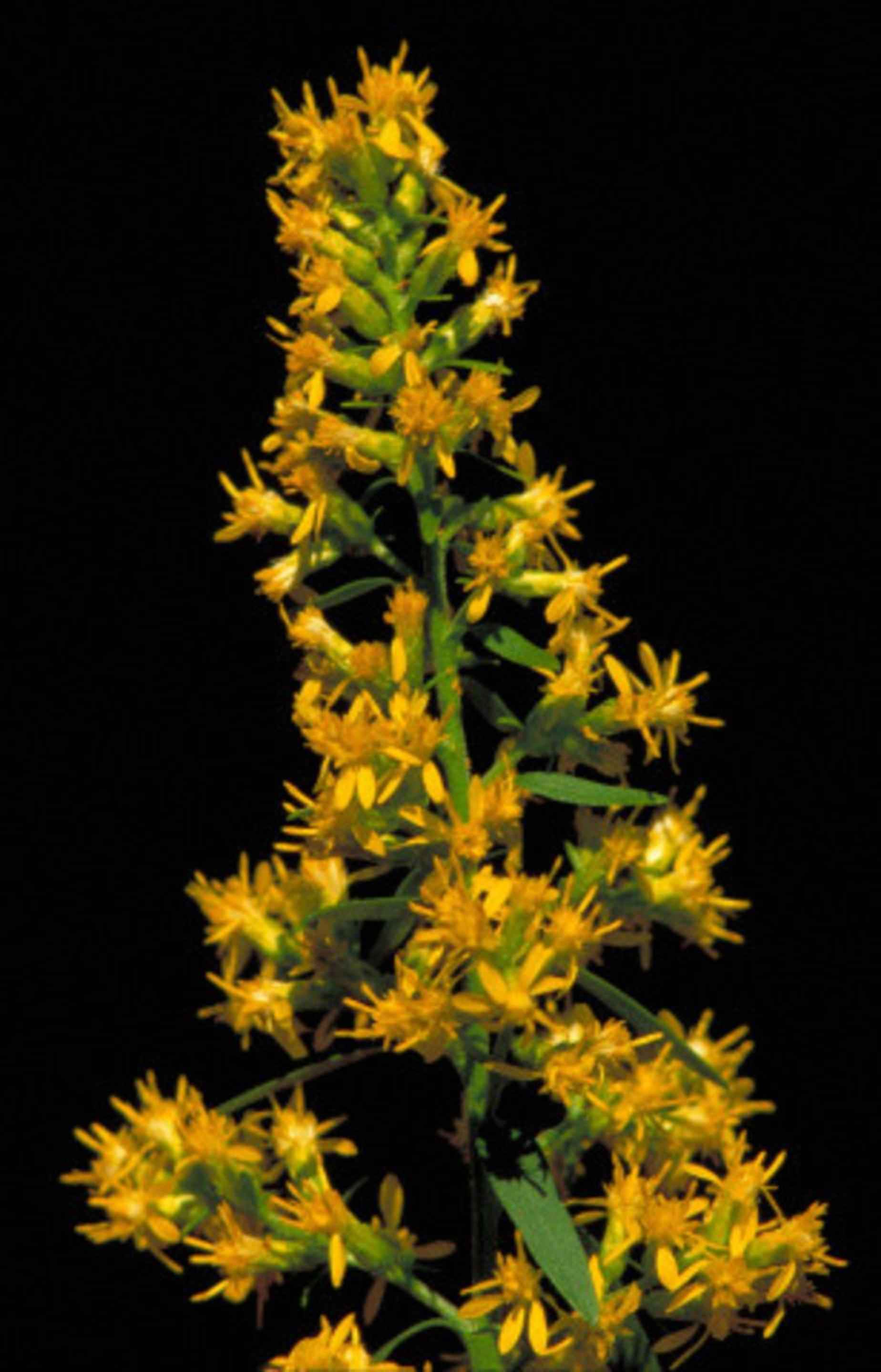 Showy goldenrod (Solidago speciosa)