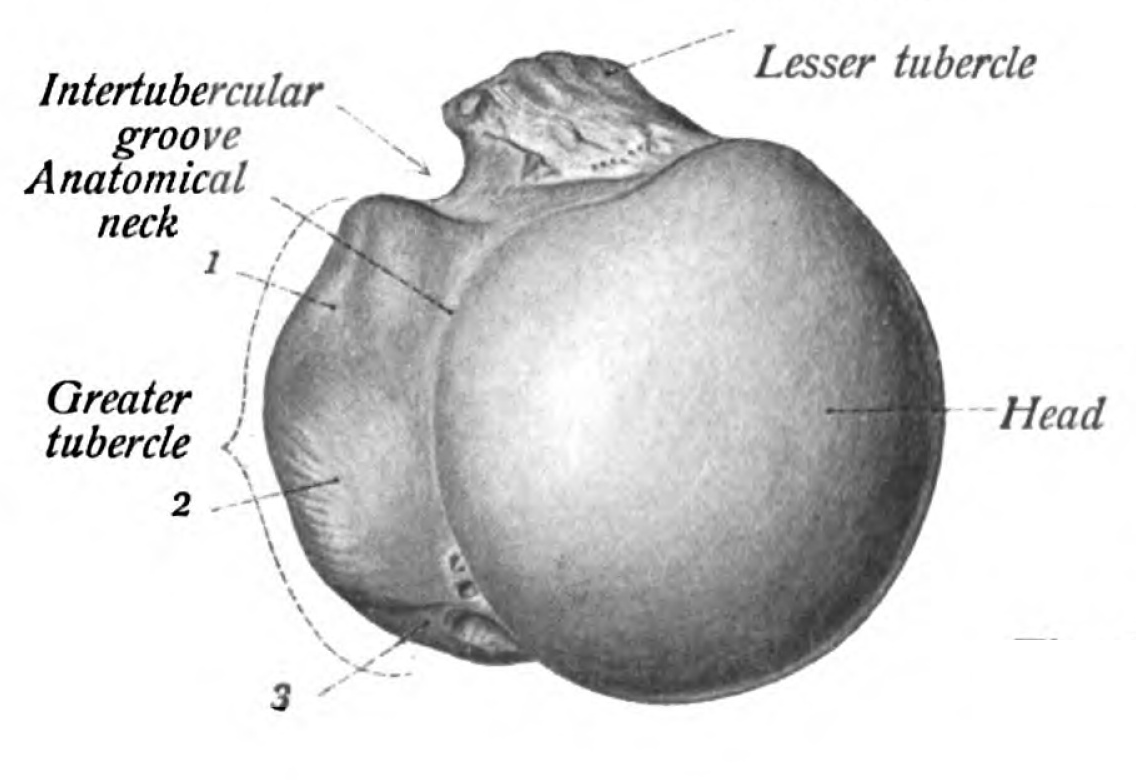 groove anatomy