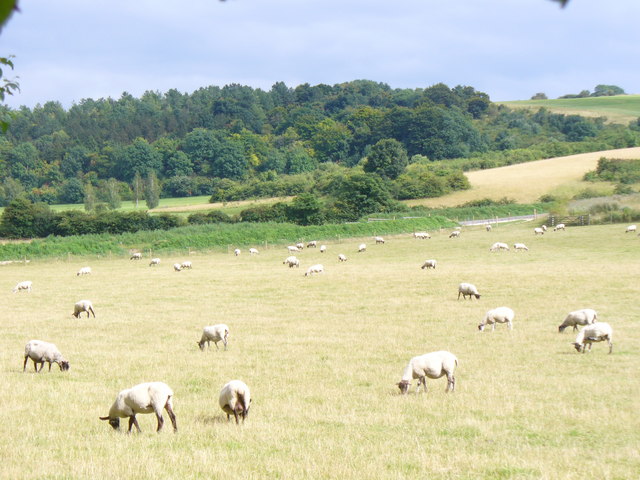 South of Thurle Down - geograph.org.uk - 915163