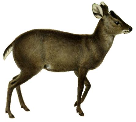 File:The deer of all lands (1898) Michie's tufted deer white background.png