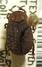 Trox foveicollis