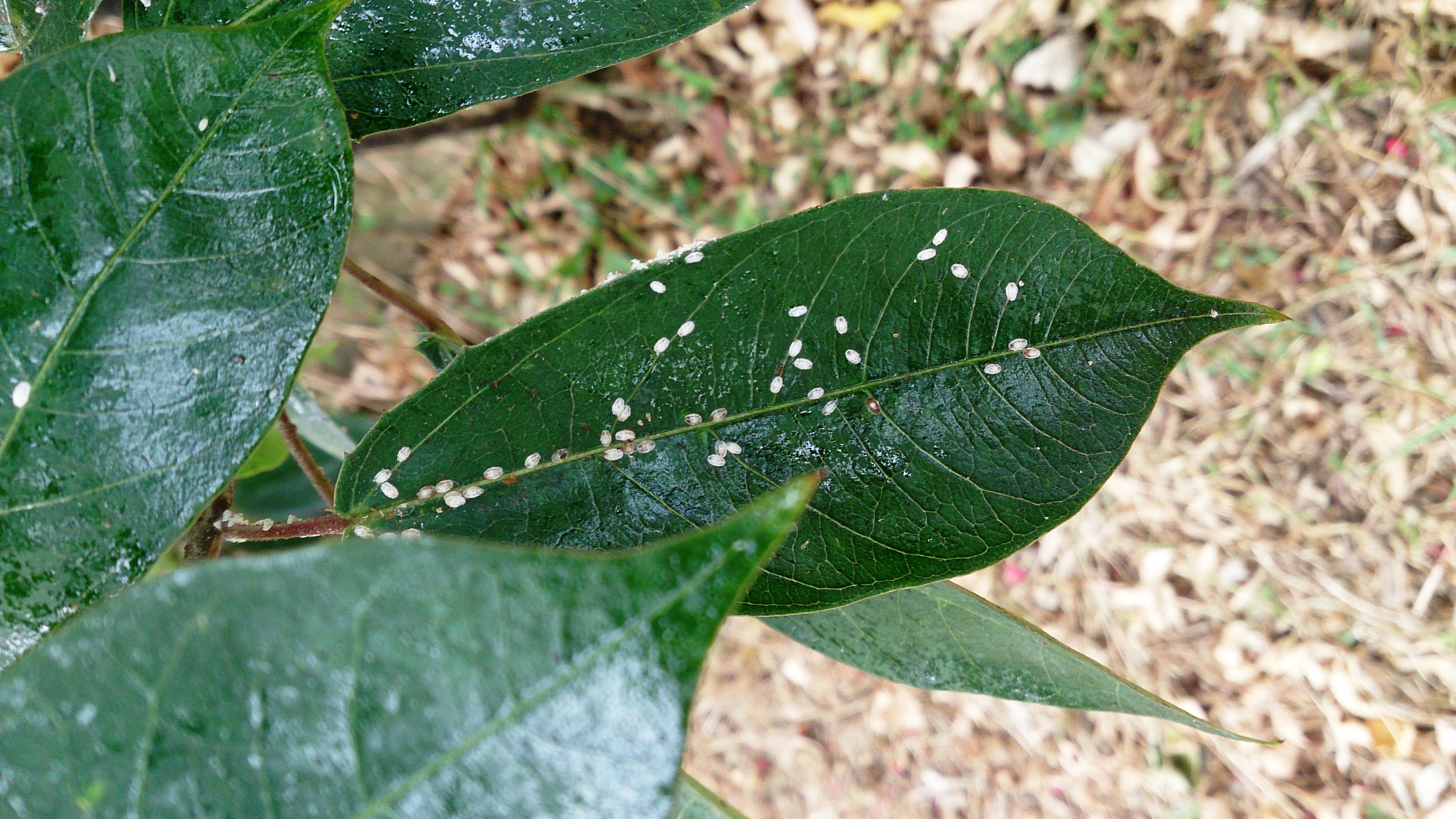 File:White scale insects.jpg - Wikipedia