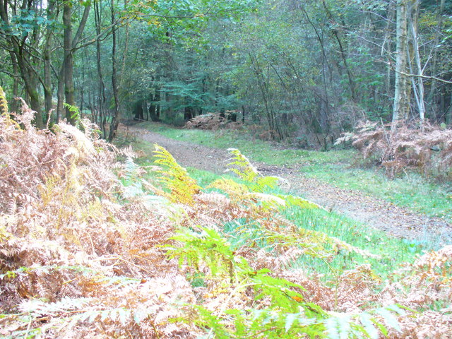 Winterfold Forest - geograph.org.uk - 988043