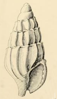 <i>Zafra babylonica</i> Species of gastropod