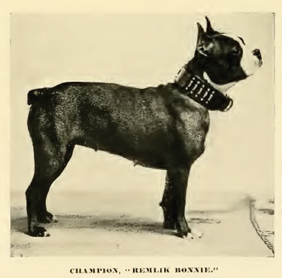 File:1890BostonTerrier.jpg