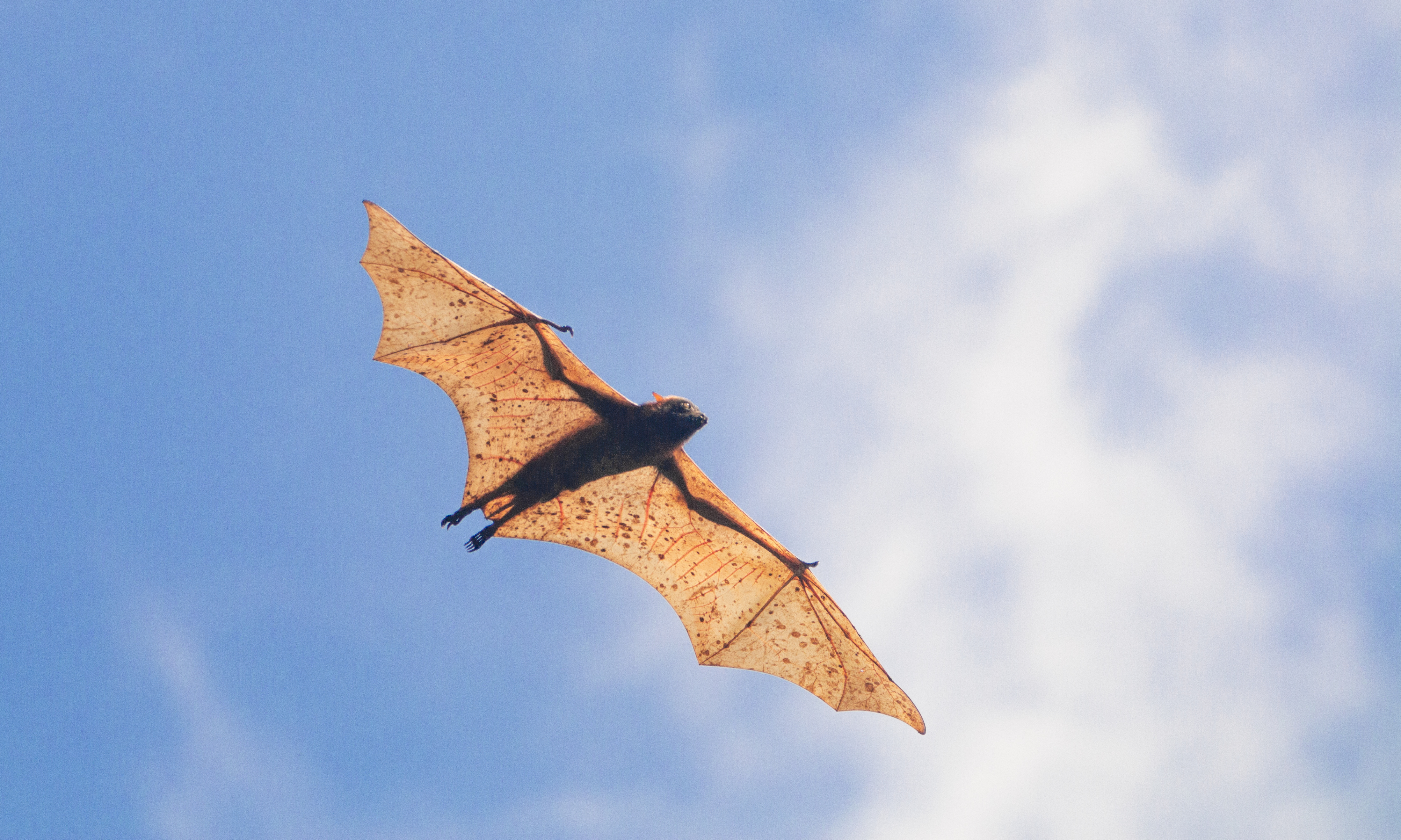 giant flying fox