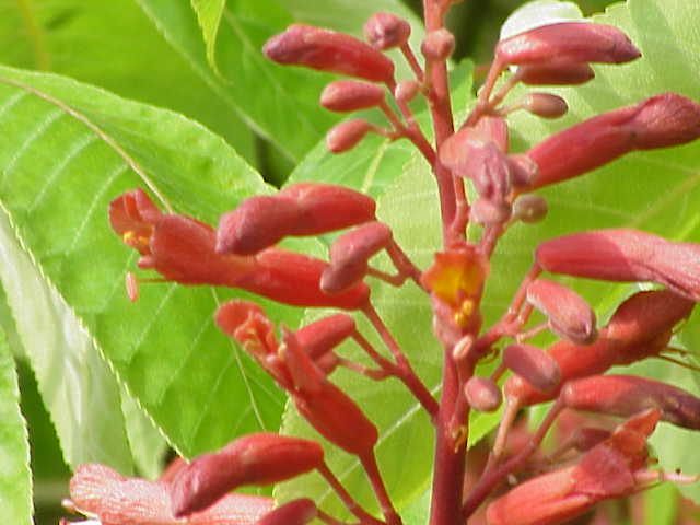 File:Aesculus pavia1.jpg