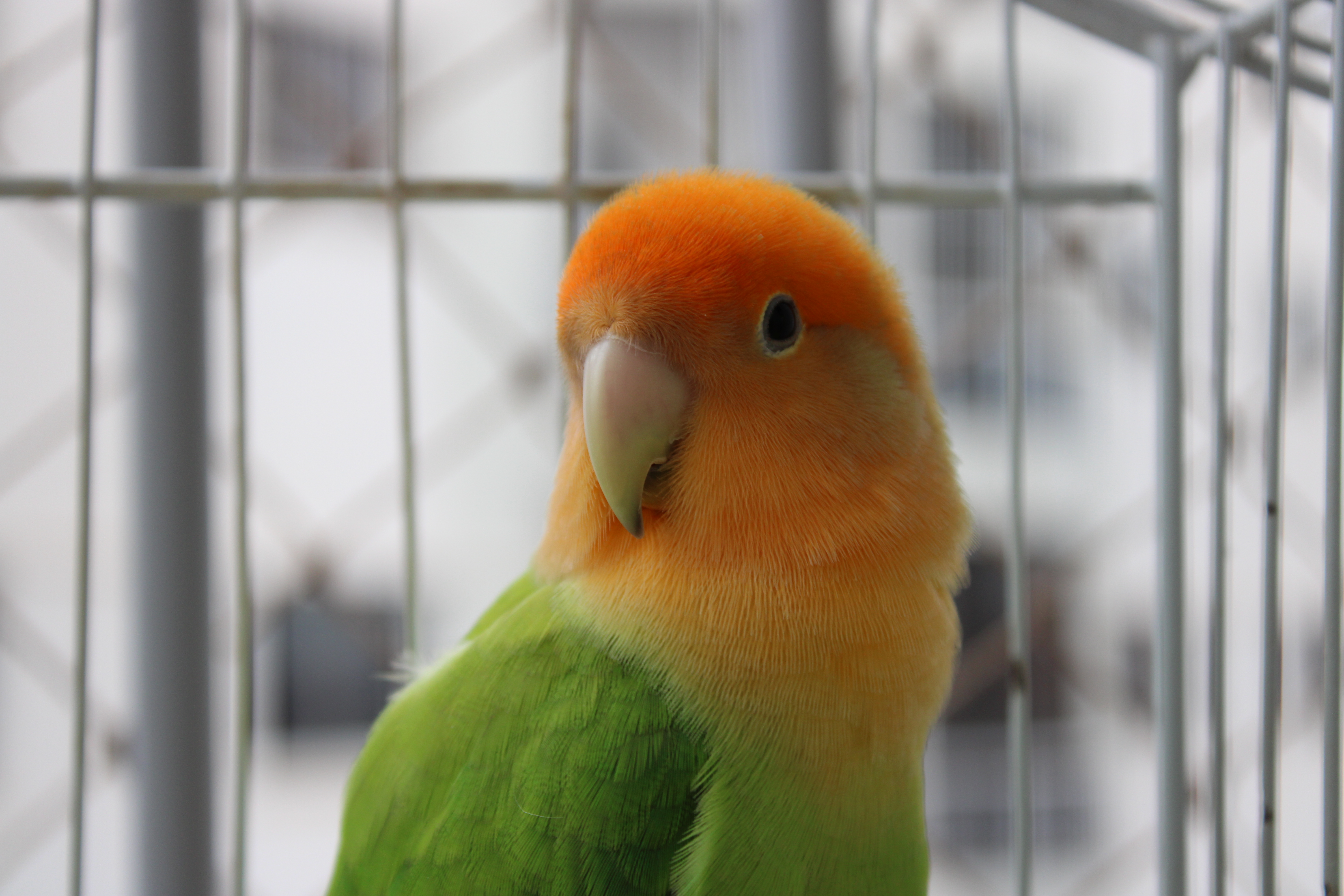 How to prevent sudden death in pet birds