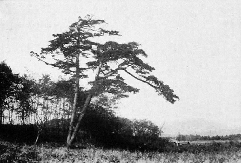 File:Aioi village (Gunma) Aioi-no-matsu.jpg