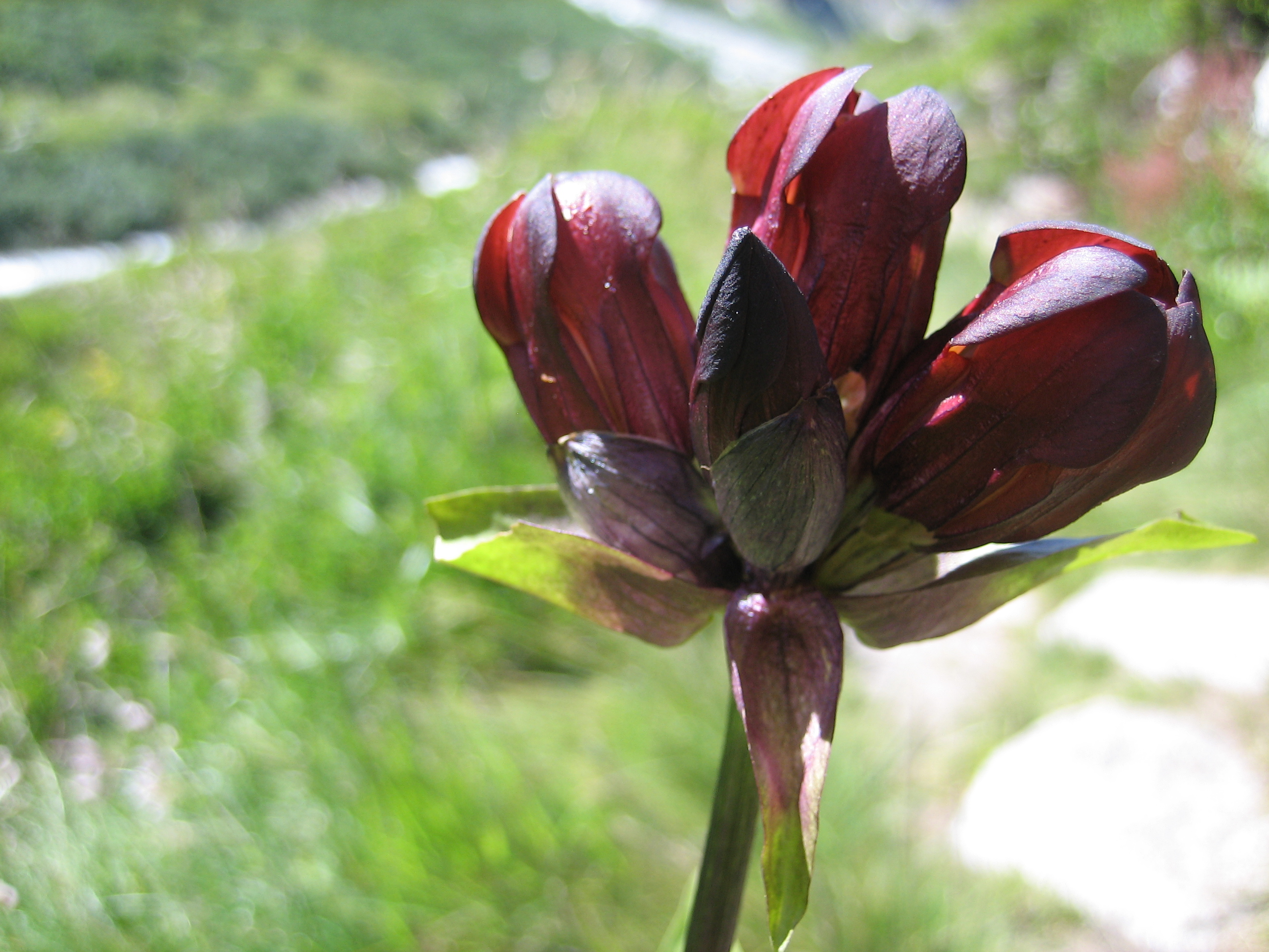 5 апреля цветок. Gentiana purpurea. Alpine Flowers.