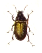 File:Amara.lunicollis.-.calwer.06.11.jpg