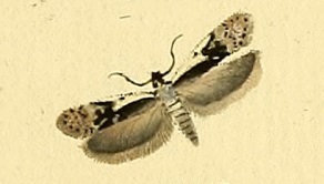 <i>Anacampsis blattariella</i> Species of moth