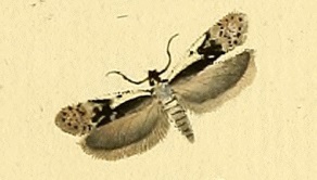 Anacampsis blattariella.jpg