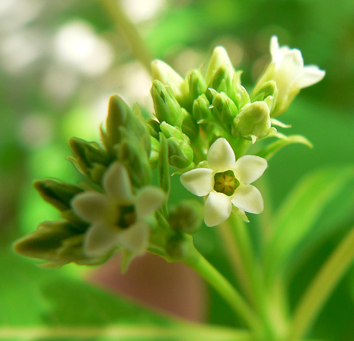 is allamanda poisonous to dogs