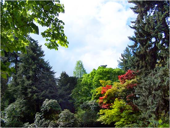 File:Arboretum w Wojsławicach, 2005, 011.jpg