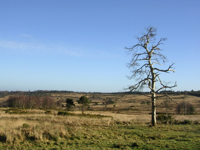 File:Ashdown Forest view - geograph.org.uk - 651840.jpg