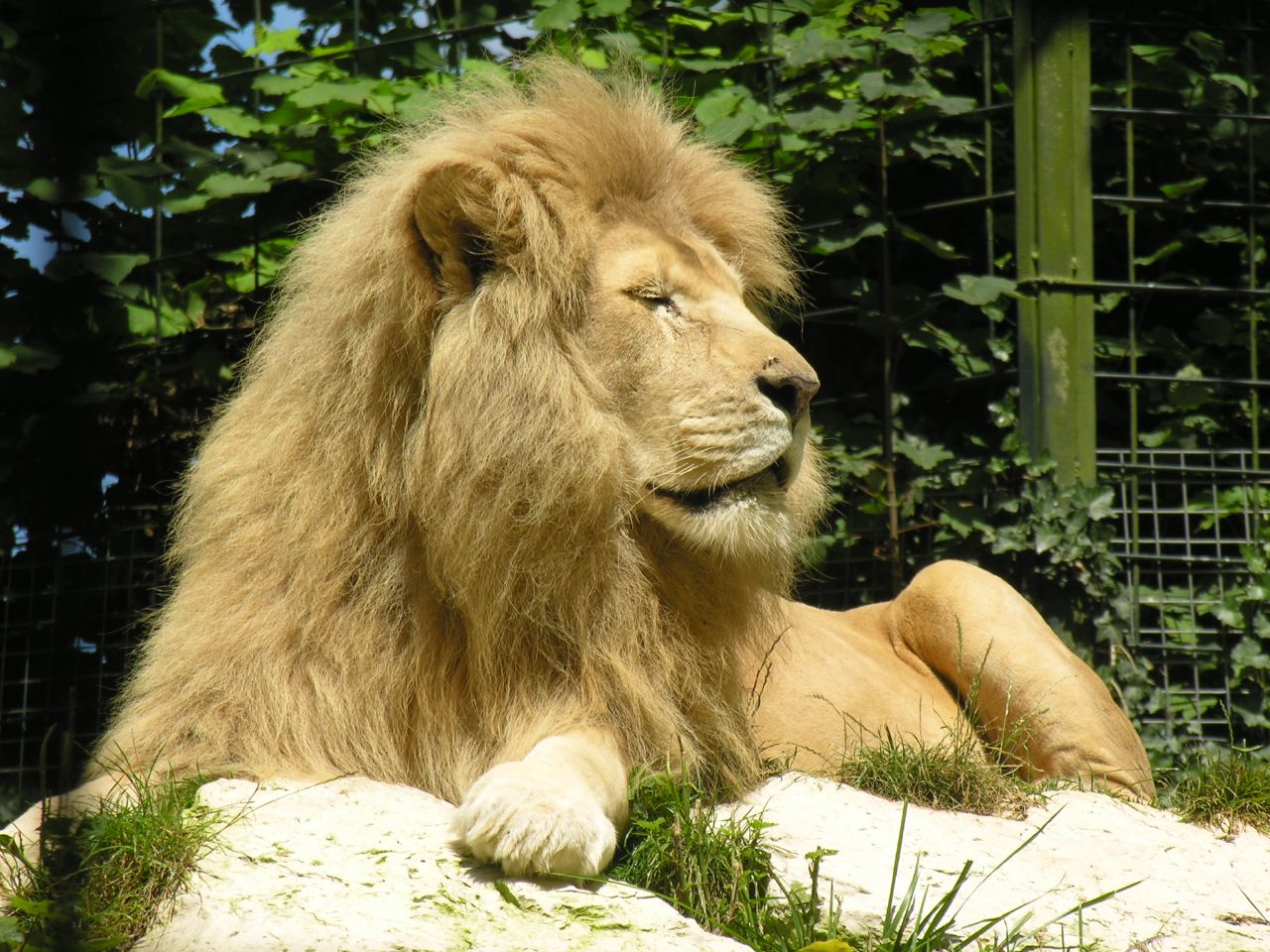 Лев 1 выпуск. Lion Wiki. Beauval.