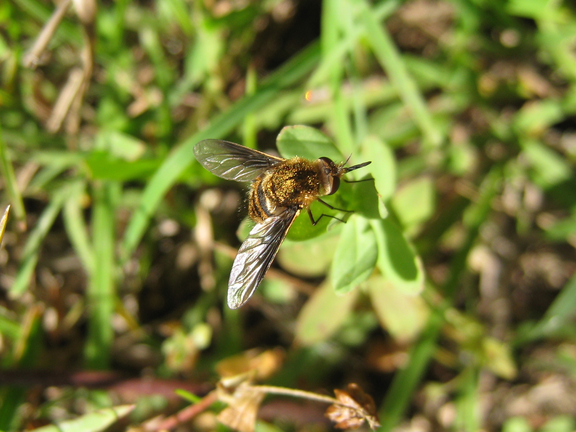 Bee flies