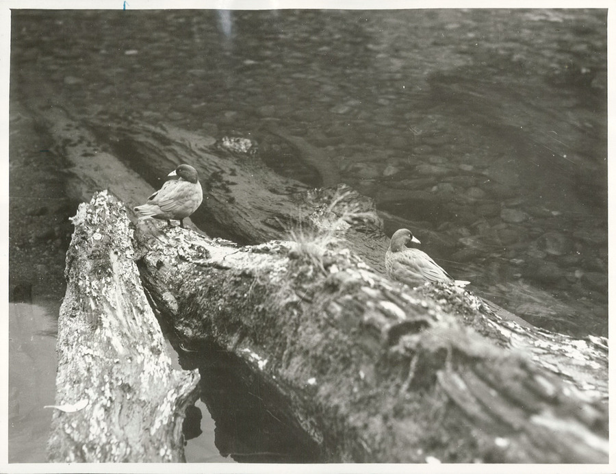 Mountain duck. Hymenolaimus malacorhynchos.