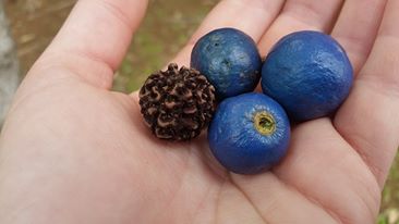 Blue marble tree seeds रुद्राक्ष कि सम्पूर्ण जानकारी: भगवान शिव की अद्भुत कृपा के रहस्य का अनावरण | Rudraksha Complete Guide in Hindi : Uncovering the Mysteries of Sacred Beads